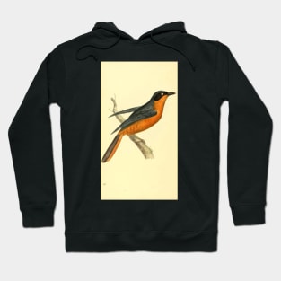 Zoological Illustrations by William Swainson, Turdus vociferans. Calling Thrush. Hoodie